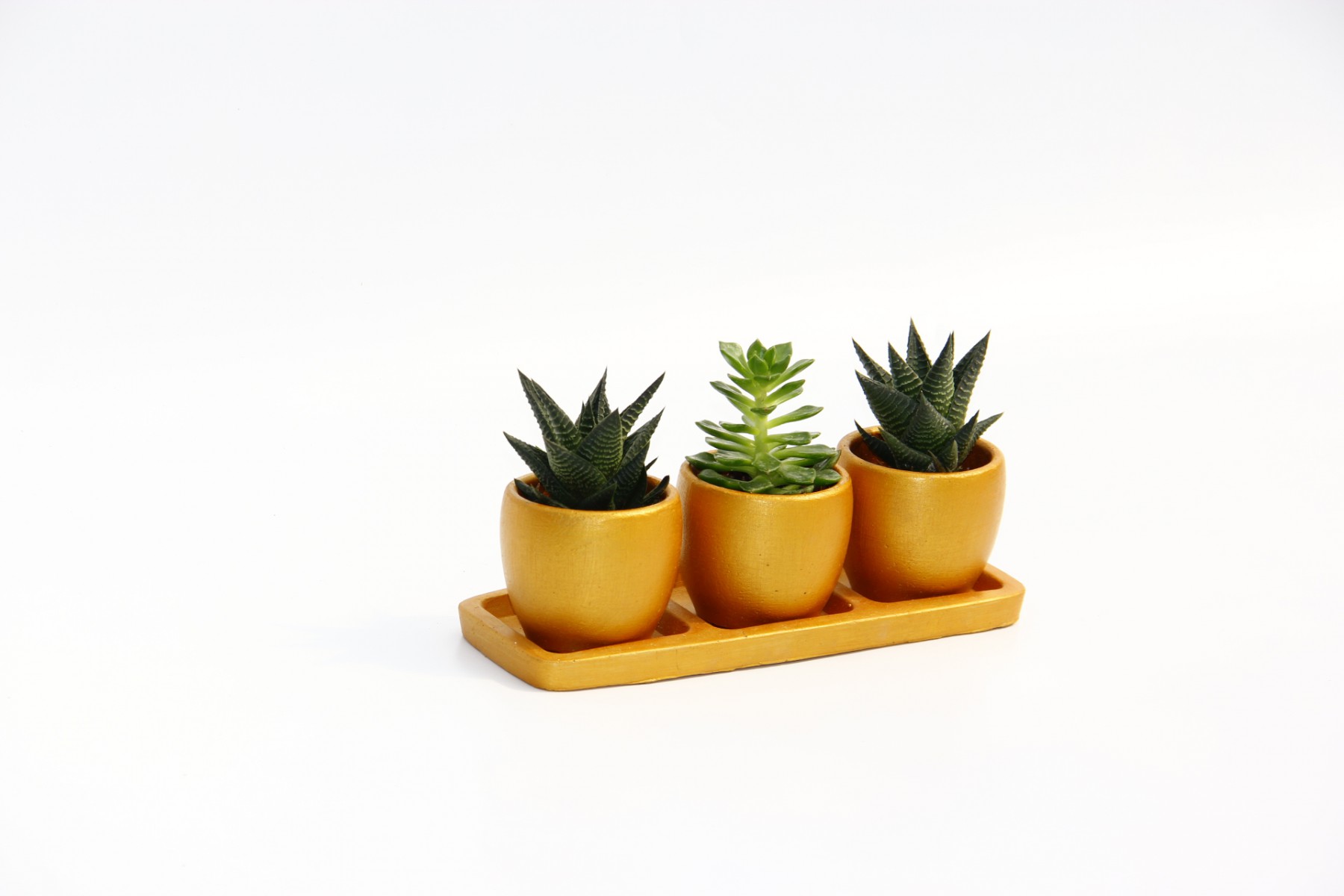 TRİO ORANGE HEDİYELİK SUKULENT SETİ - Haworthia, Echeveria