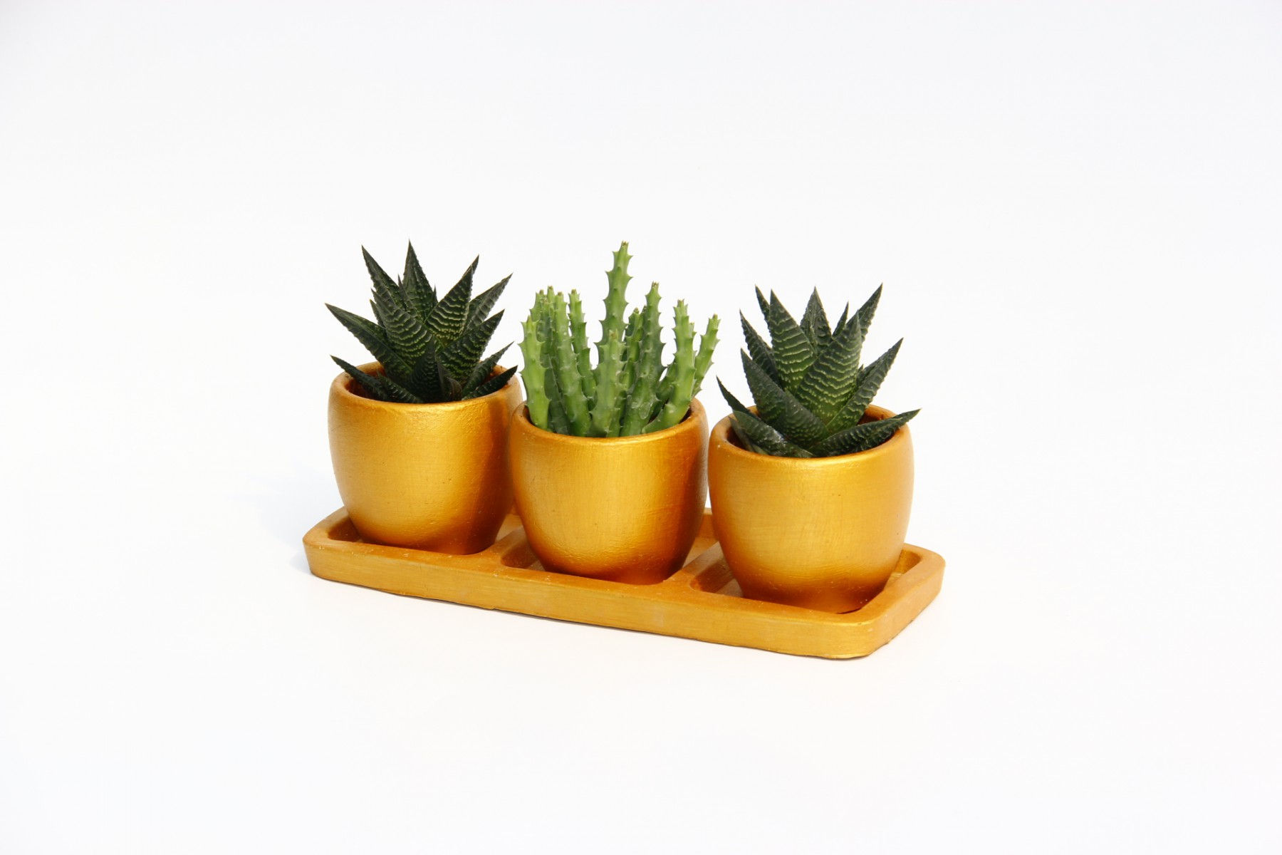 TRİO ORANGE HEDİYELİK SUKULENT SETİ - Haworthia, Huernia