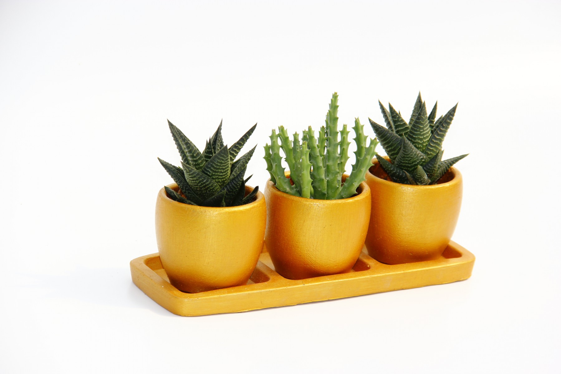 TRİO ORANGE HEDİYELİK SUKULENT SETİ - Haworthia, Huernia