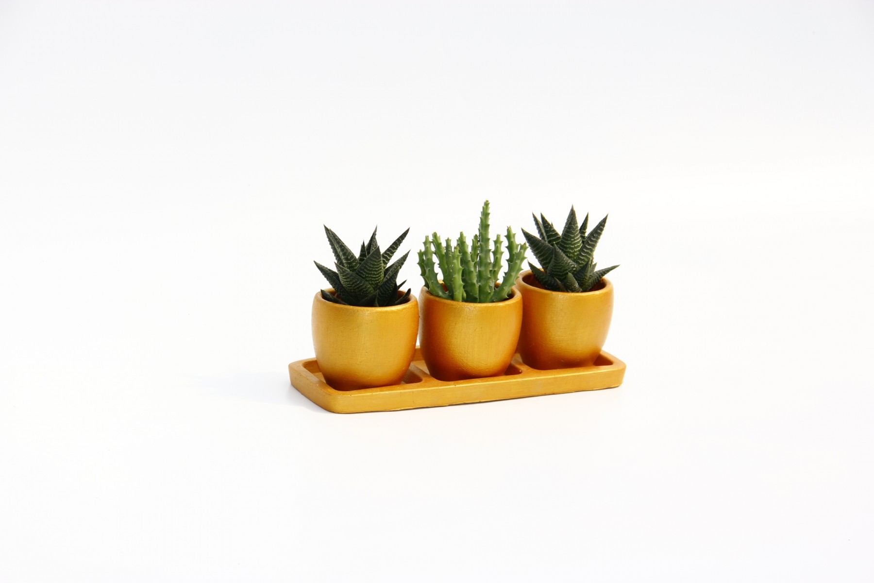 TRİO ORANGE HEDİYELİK SUKULENT SETİ - Haworthia, Huernia