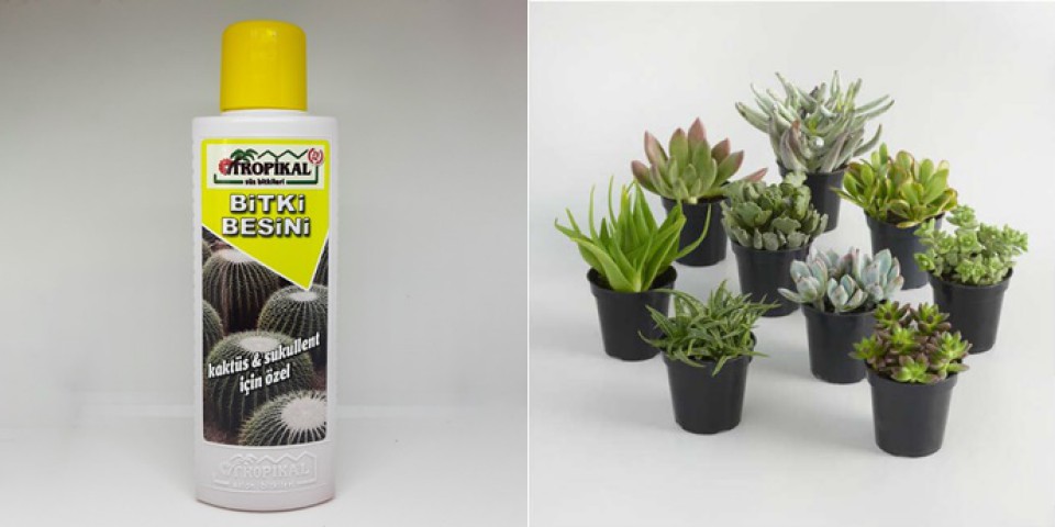 Tropikal Bitki Besini 6 Adet Kaktüs ve Sukulent 225 ML
