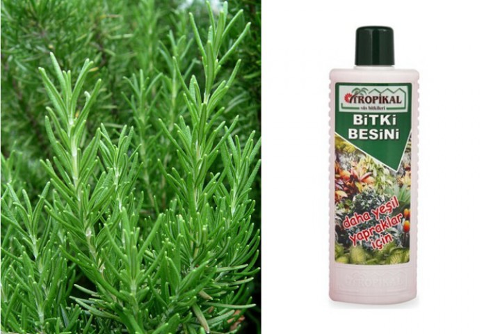 Tropikal Bitki Besini Yeşil Yapraklar için 1000 ML