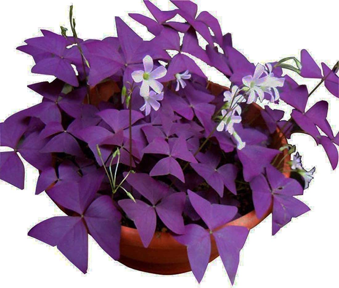 Uyku Çiçeği  (Oxalis Triangularis) - Süs Yoncası
