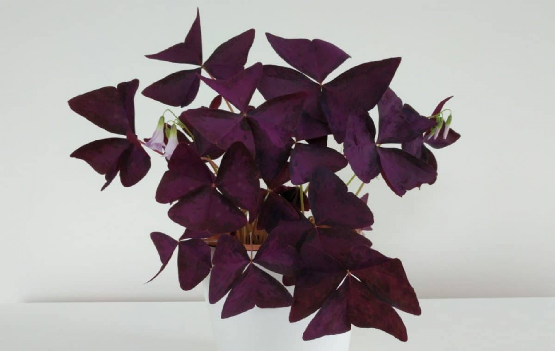 Uyku Çiçeği  (Oxalis Triangularis) - Süs Yoncası
