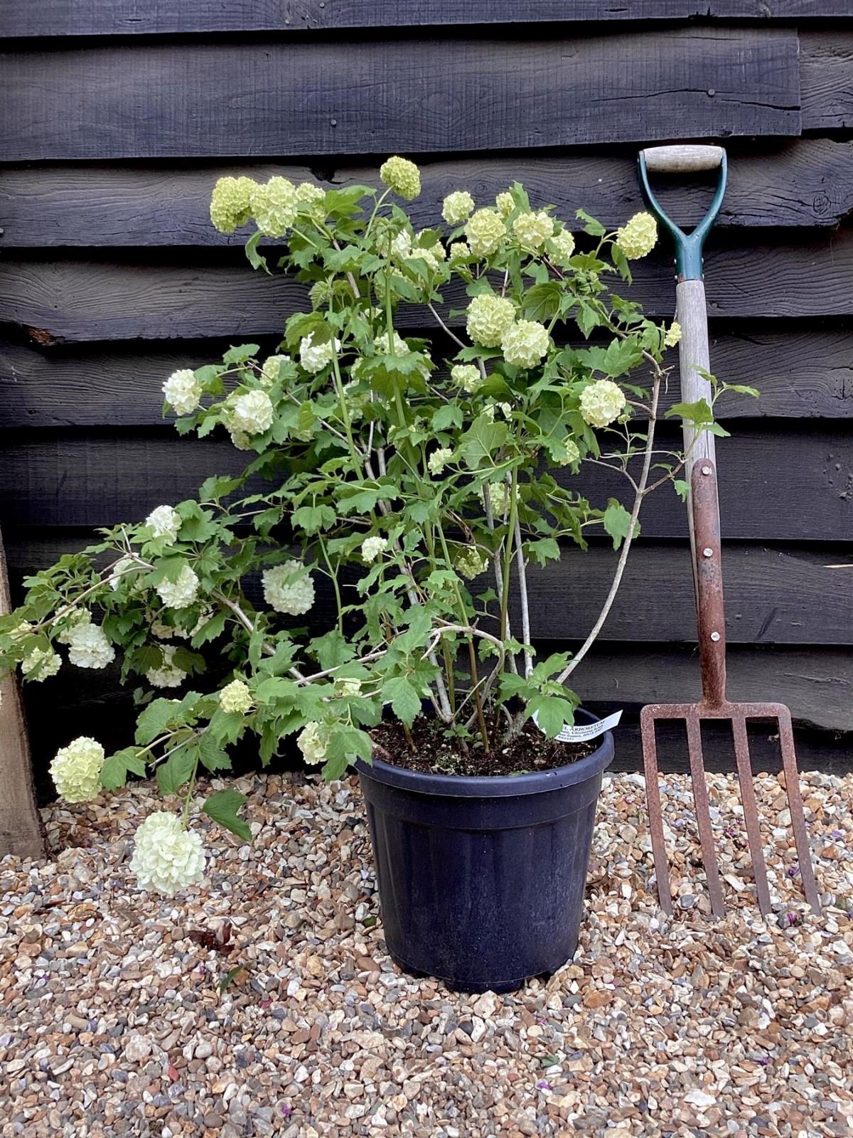Viburnum Opulus – Yaz Kartopu Bitkisi 3 Adet