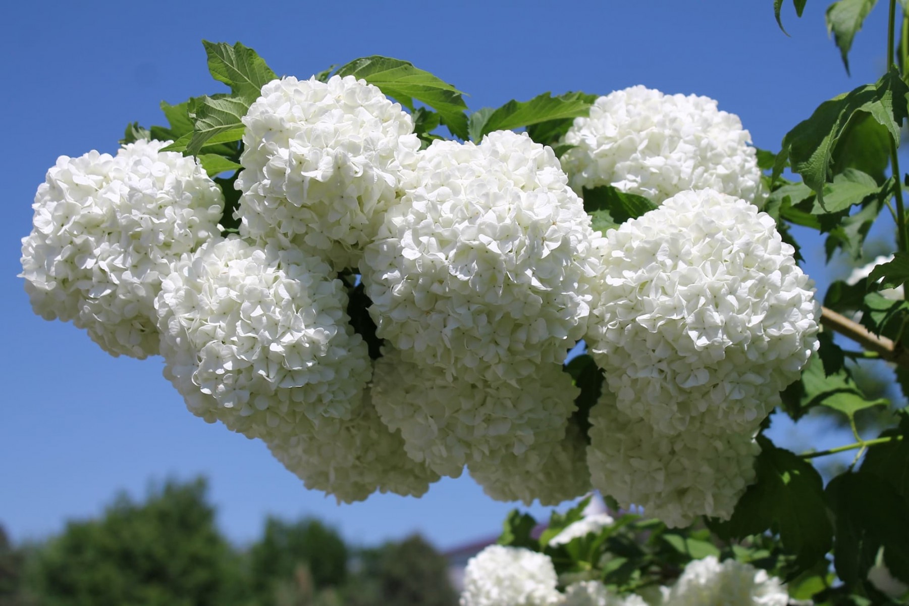 Viburnum Opulus – Yaz Kartopu Bitkisi Viburnum Opulus – Yaz Kartopu Bitkisi