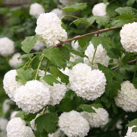Viburnum Opulus – Yaz Kartopu Bitkisi Viburnum Opulus – Yaz Kartopu Bitkisi