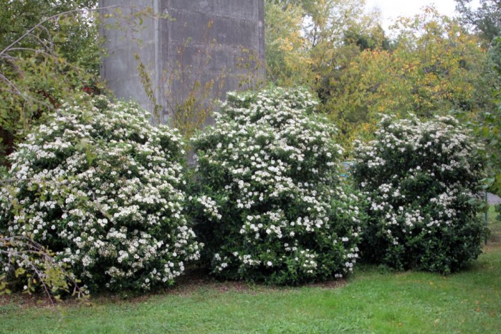 Viburnum Tinus - Yaprak Dökmeyen Kartopu 30 cm 3 Adet