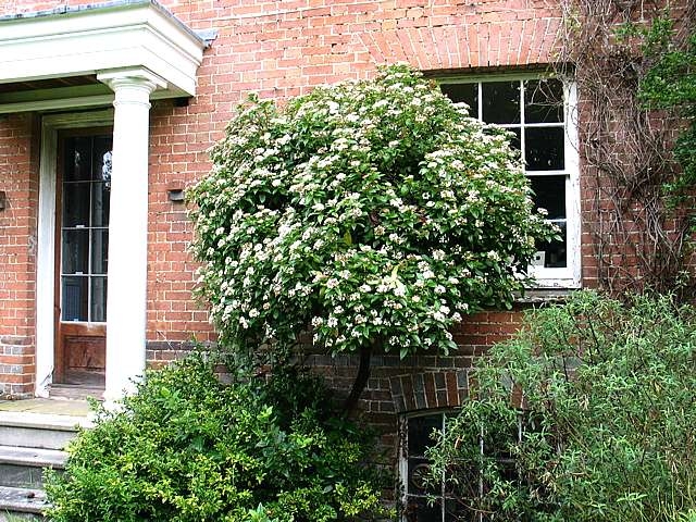 Viburnum Tinus - Yaprak Dökmeyen Kartopu 30 cm 3 Adet