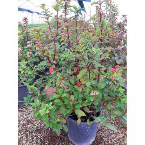 Viburnum Tinus - Yaprak Dökmeyen Kartopu 30 cm 3 Adet