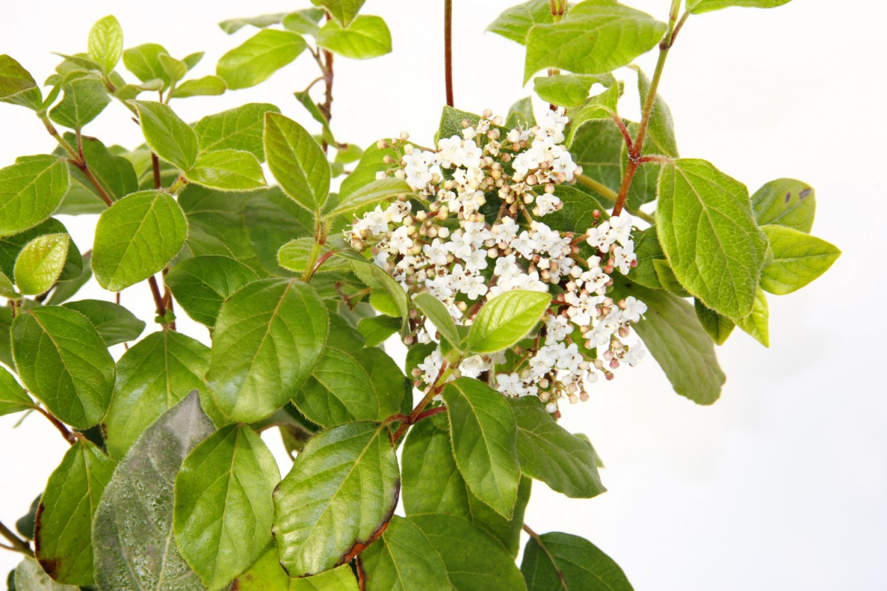 Viburnum Tinus - Yaprak Dökmeyen Kartopu Yeşil Saksıda 2 Adet