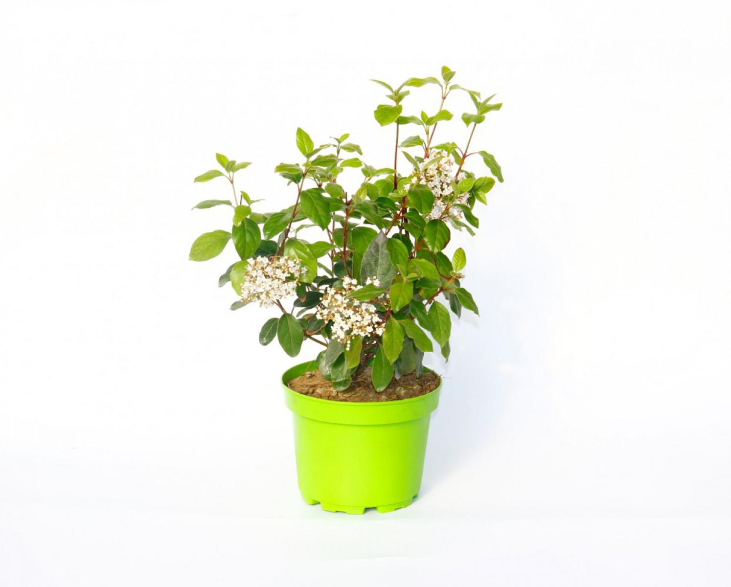 Viburnum Tinus - Yaprak Dökmeyen Kartopu Yeşil Saksıda