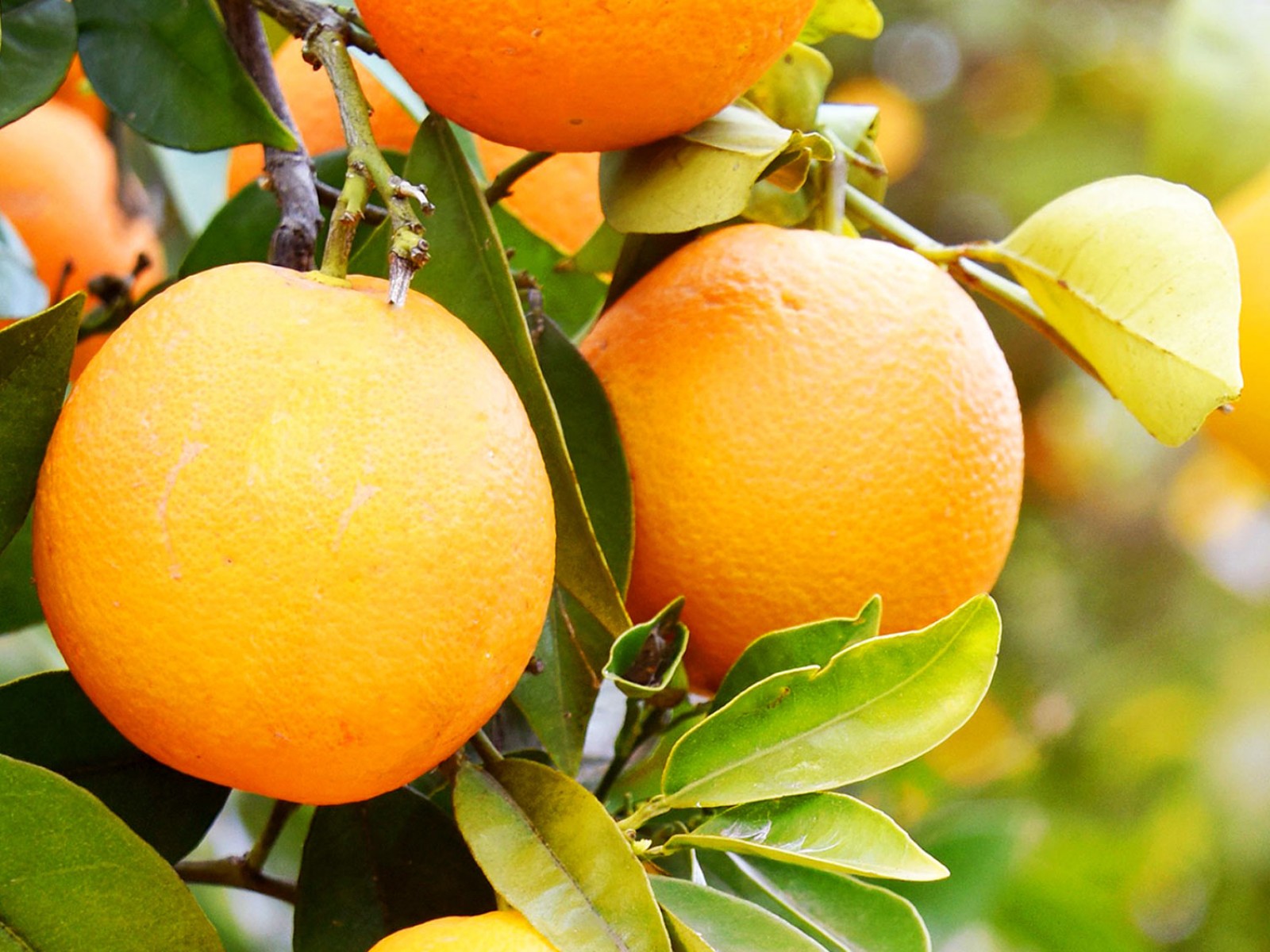 Washington Portakal Fidanı 3 Yaş Tüplü ve Aşılı 5 Adet Washington Portakal Fidanı 3 Yaş Tüplü ve Aşılı 5 Adet