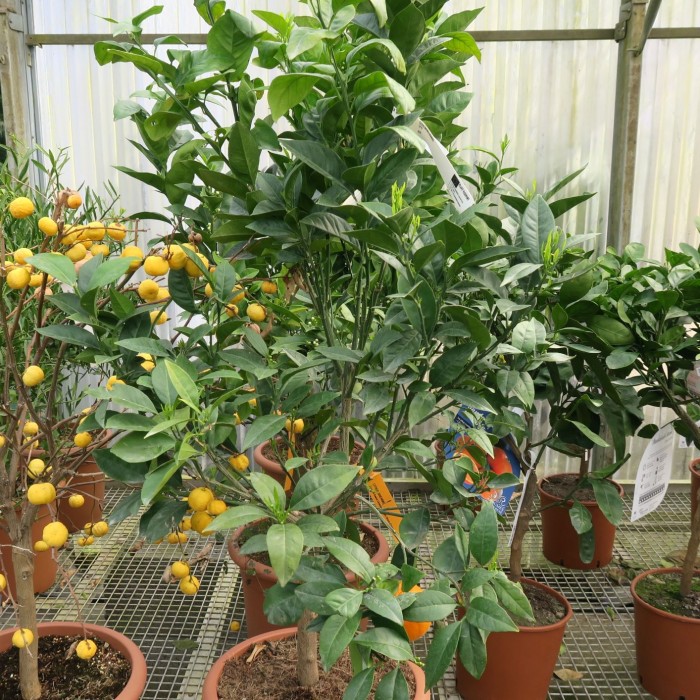 Washington Portakal Fidanı 3 Yaş Tüplü ve Aşılı 5 Adet Washington Portakal Fidanı 3 Yaş Tüplü ve Aşılı 5 Adet