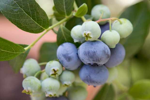 Yaban Mersini ( Blue Berry ) Fidanı 3 Adet