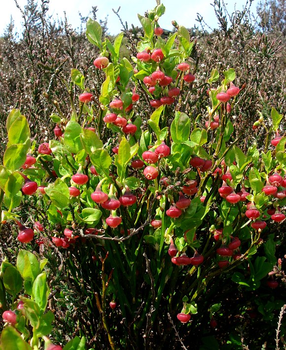 Yaban Mersini ( Blue Berry ) Fidanı 3 Adet