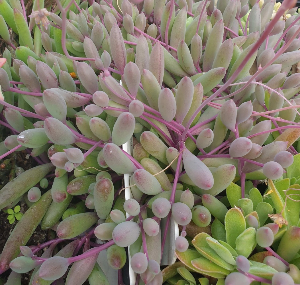 Yakut Kolyesi – Othonna capensis Askılı Saksıda 5 Adet