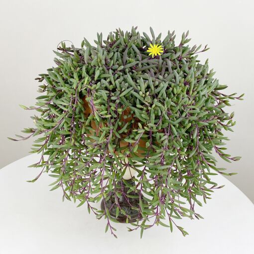 Yakut Kolyesi – Othonna capensis Yakut Kolyesi – Othonna capensis