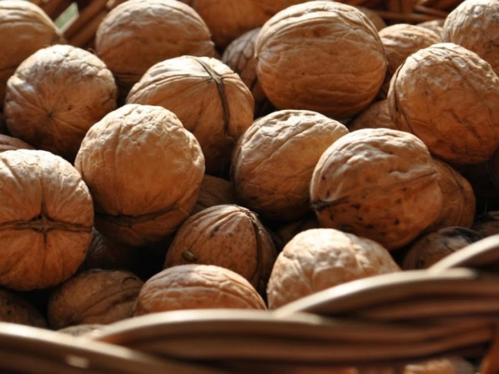 Yalova-4 Ceviz Fidanı 3 Yaş Tüplü ve Aşılı Yalova-4 Ceviz Fidanı 3 Yaş Tüplü ve Aşılı