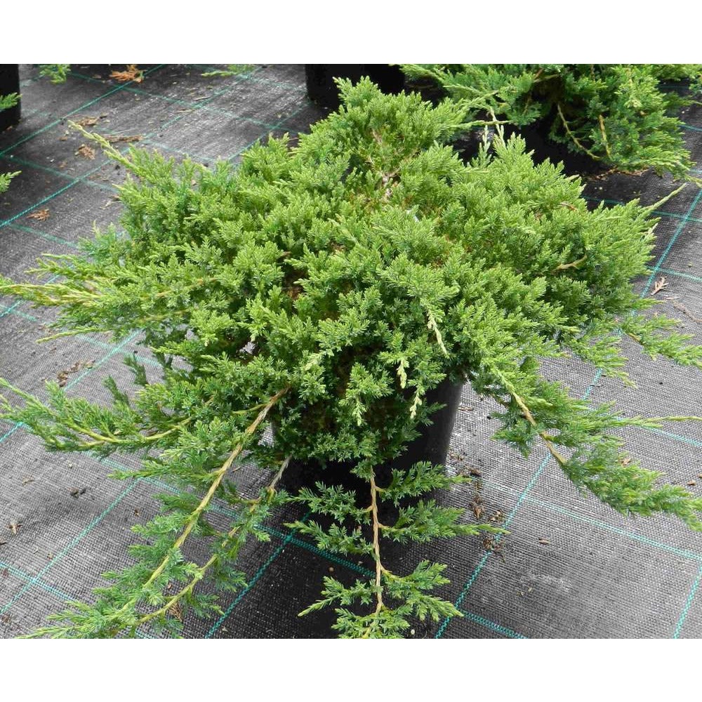 Yayılıcı Ardıç – Juniperus Horizontalis - Yer Örtücü Bitki 10 Adet Yayılıcı Ardıç – Juniperus Horizontalis - Yer Örtücü Bitki 10 Adet