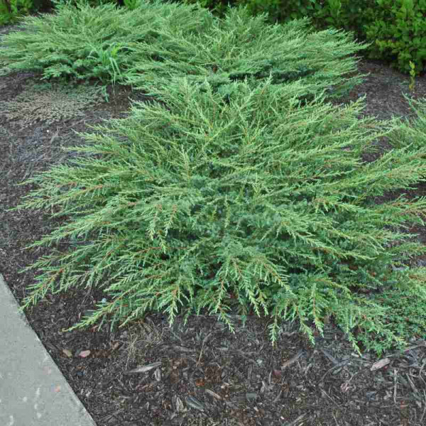 Yayılıcı Ardıç – Juniperus Horizontalis - Yer Örtücü Bitki 10 Adet Yayılıcı Ardıç – Juniperus Horizontalis - Yer Örtücü Bitki 10 Adet