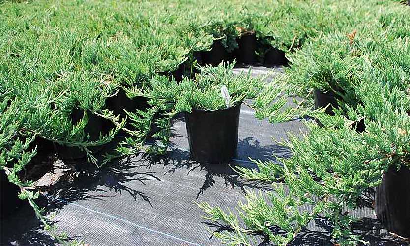 Yayılıcı Ardıç – Juniperus Horizontalis - Yer Örtücü Bitki 10 Adet