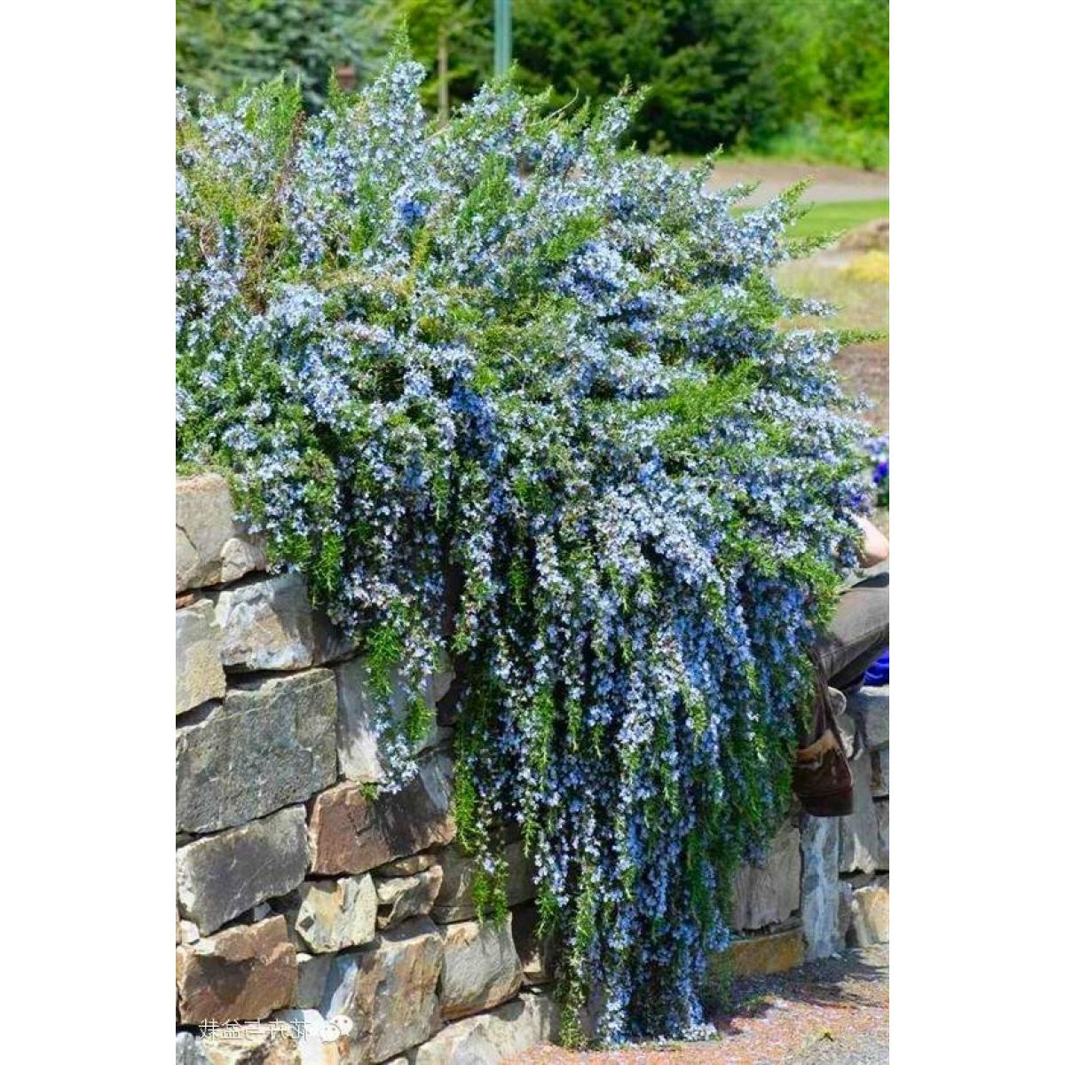 Yayılıcı Biberiye Rosmarinus Officinalis Prostratus 10 Adet Yayılıcı Biberiye Rosmarinus Officinalis Prostratus 10 Adet