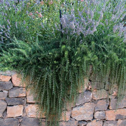 Yayılıcı Biberiye Rosmarinus officinalis Prostratus 3 Adet