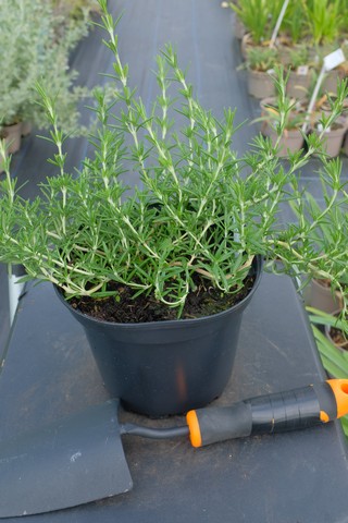 Yayılıcı Biberiye Rosmarinus officinalis Prostratus 5 Adet