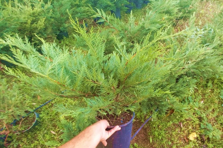 Yayılıcı Leylandi Cupressocyparis Leylandii Horizantelis 40-60 cm 10 Adet