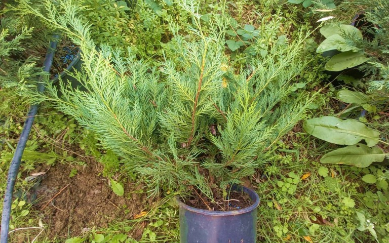 Yayılıcı Leylandi Cupressocyparis Leylandii Horizantelis 40-60 cm 10 Adet