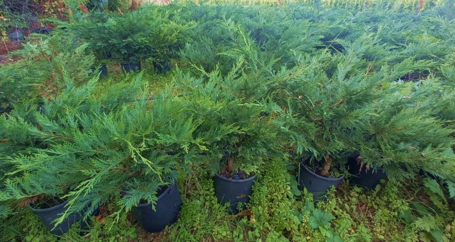 Yayılıcı Leylandi Cupressocyparis Leylandii Horizantelis 40-60 cm 10 Adet