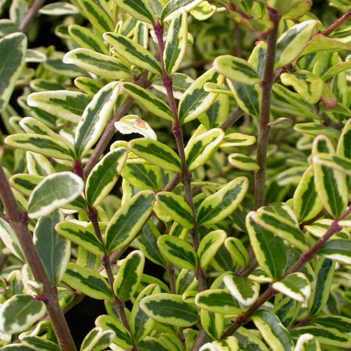 Yayılıcı - Yer Örtücü Hanımeli Lonicera Lemon Beauty 3 Adet Yayılıcı - Yer Örtücü Hanımeli Lonicera Lemon Beauty 3 Adet