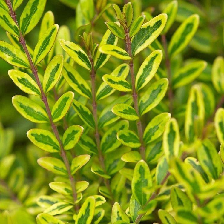 Yayılıcı - Yer Örtücü Hanımeli Lonicera Lemon Beauty 3 Adet