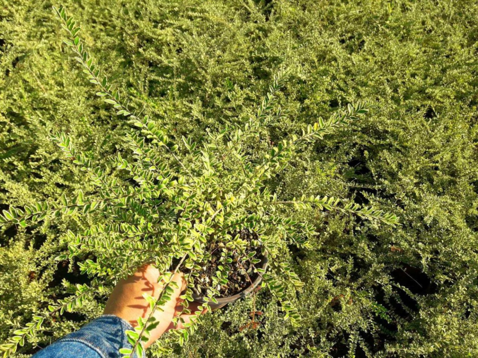 Yayılıcı - Yer Örtücü Hanımeli Lonicera Lemon Beauty 3 Adet Yayılıcı - Yer Örtücü Hanımeli Lonicera Lemon Beauty 3 Adet