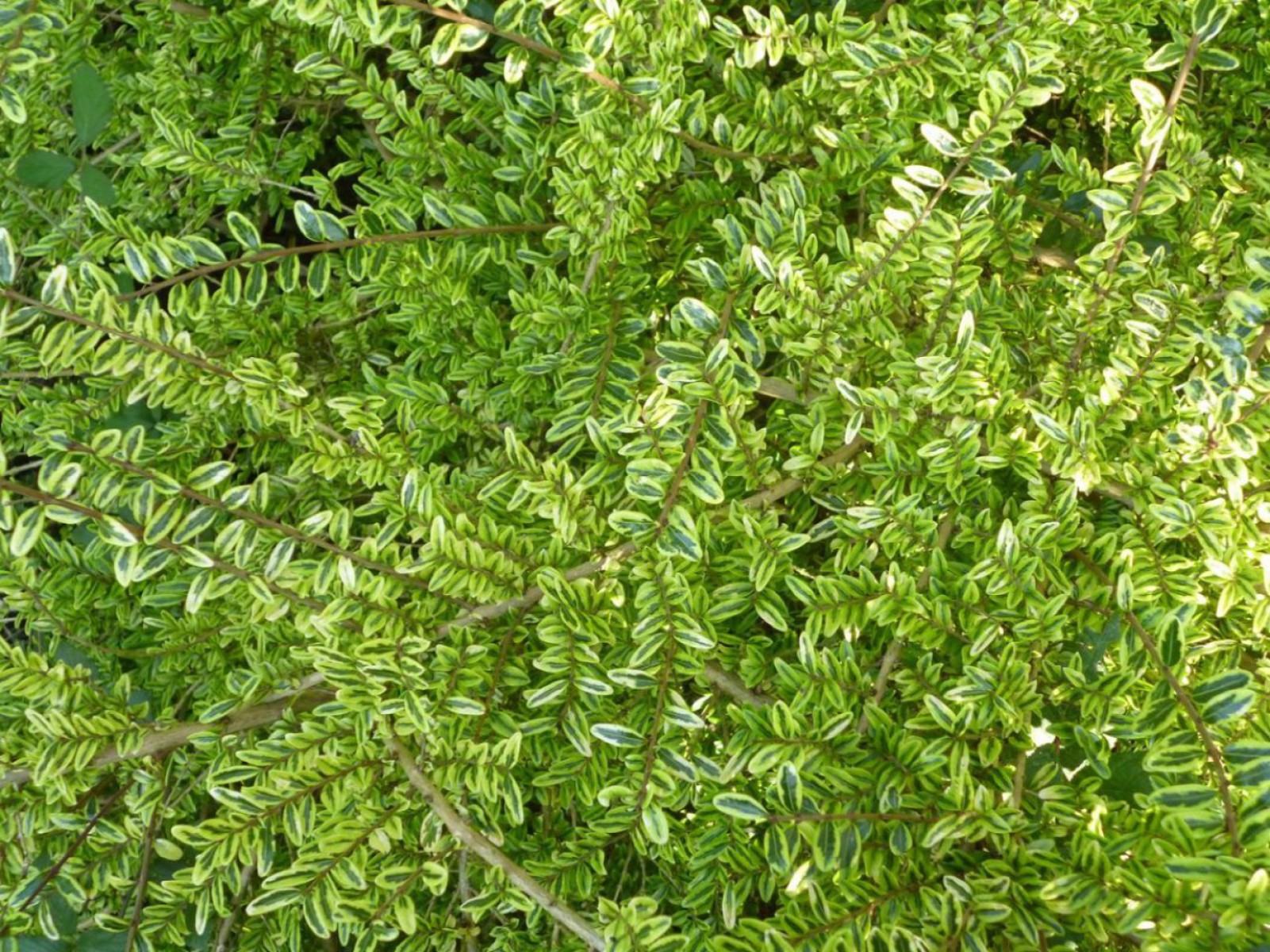 Yayılıcı - Yer Örtücü Hanımeli Lonicera Lemon Beauty 5 Adet Yayılıcı - Yer Örtücü Hanımeli Lonicera Lemon Beauty 5 Adet