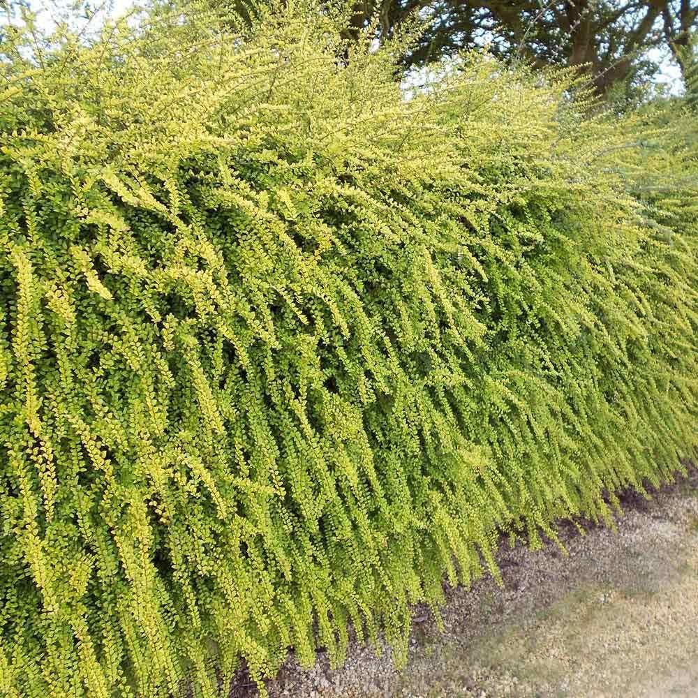 Yayılıcı - Yer Örtücü Hanımeli Lonicera Lemon Beauty 5 Adet Yayılıcı - Yer Örtücü Hanımeli Lonicera Lemon Beauty 5 Adet