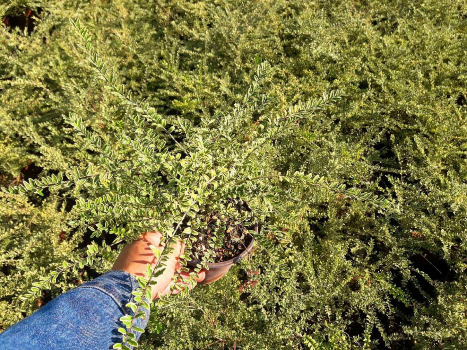 Yayılıcı - Yer Örtücü Hanımeli Lonicera Lemon Beauty 5 Adet Yayılıcı - Yer Örtücü Hanımeli Lonicera Lemon Beauty 5 Adet