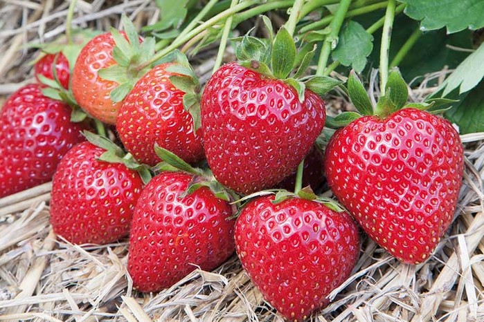 Yediveren Çilek Askılı Saksıda 3 Adet