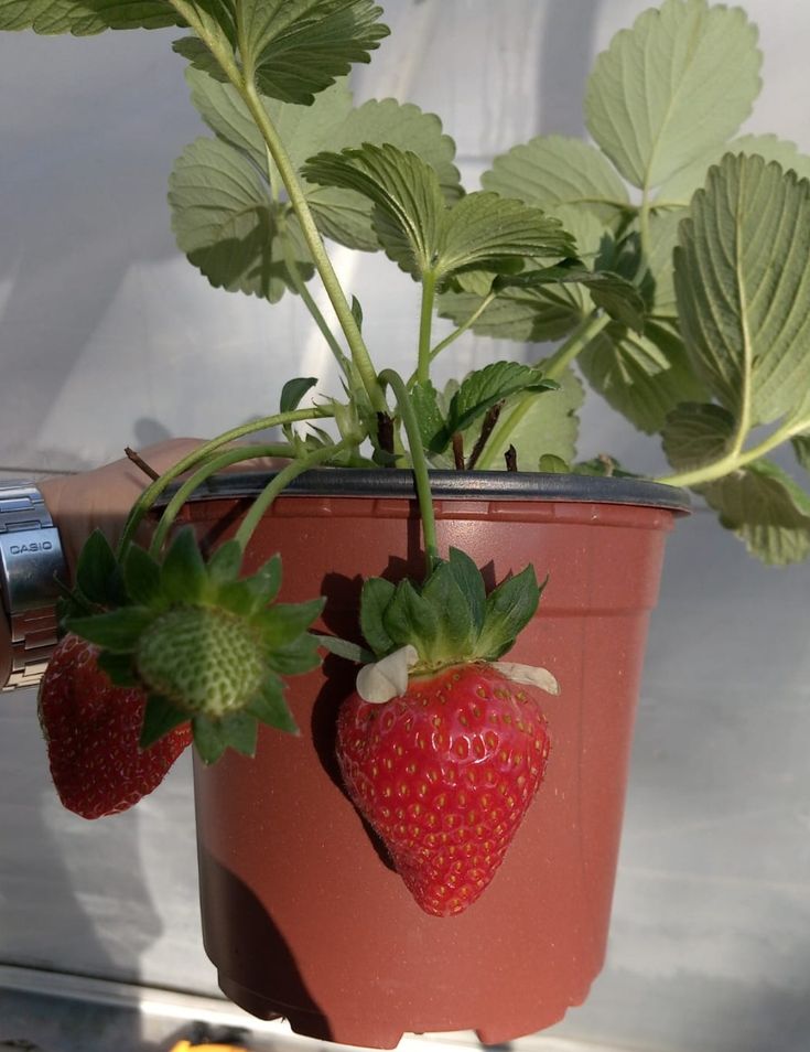 Yediveren Çilek Saksılı 2 Adet