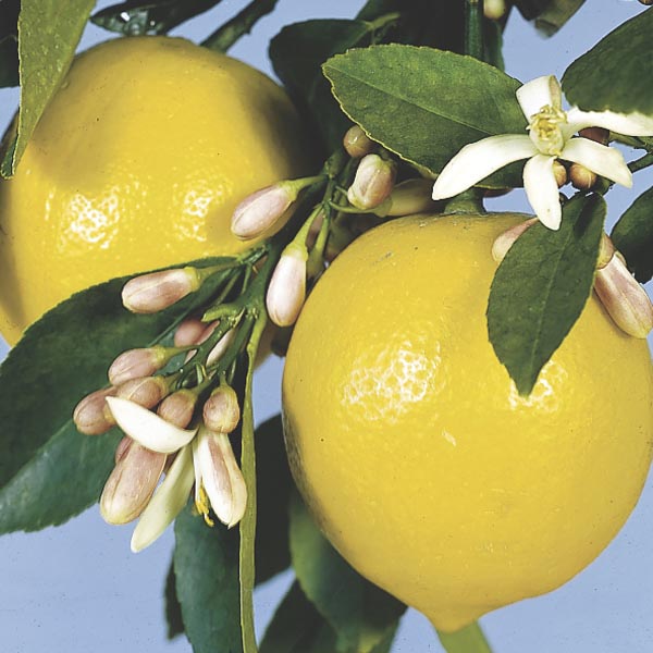 Yediveren Limon Fidanı 2 Adet 3 Yaş Tüplü ve Aşılı Yediveren Limon Fidanı 2 Adet 3 Yaş Tüplü ve Aşılı