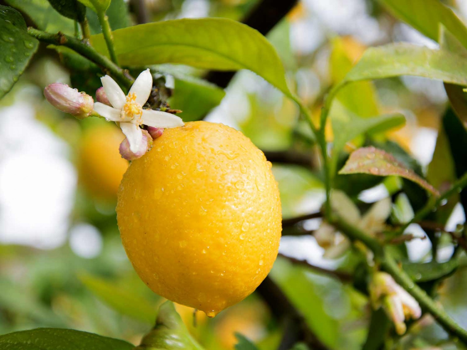 Yediveren Limon Fidanı 3 Adet 3 Yaş Tüplü ve Aşılı Yediveren Limon Fidanı 3 Adet 3 Yaş Tüplü ve Aşılı