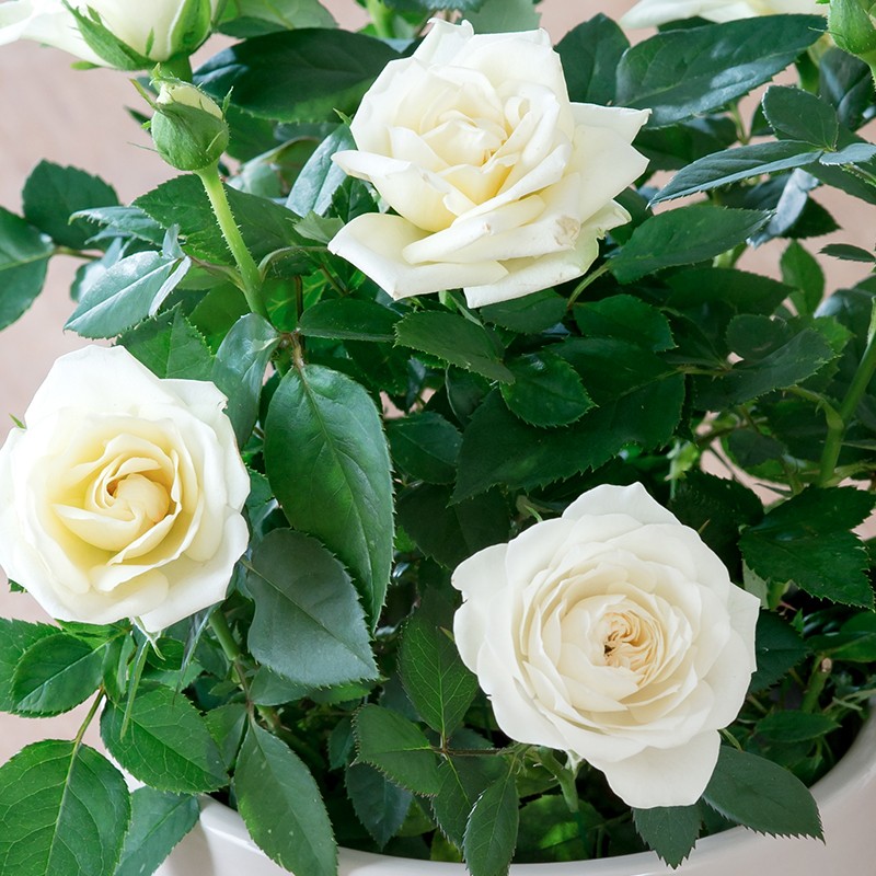 Yediveren Saksılı Beyaz Gül – 20-30cm