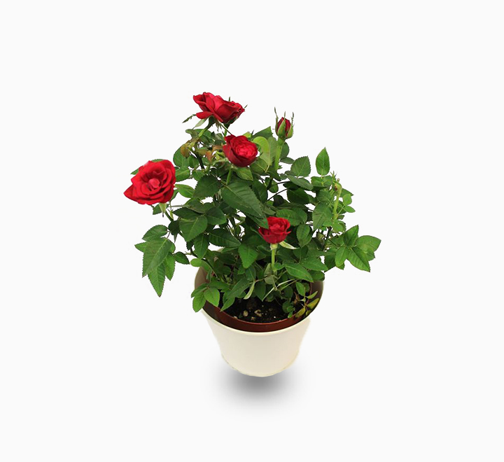 Yediveren Saksılı Kırmızı Gül 20-30 cm 10 Adet