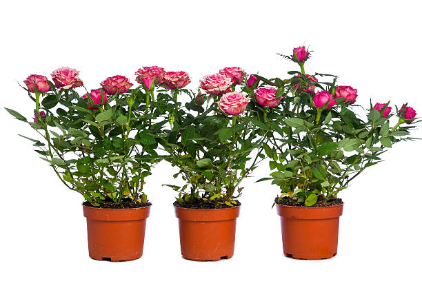 Yediveren Saksılı Pembe Gül – 20-30cm