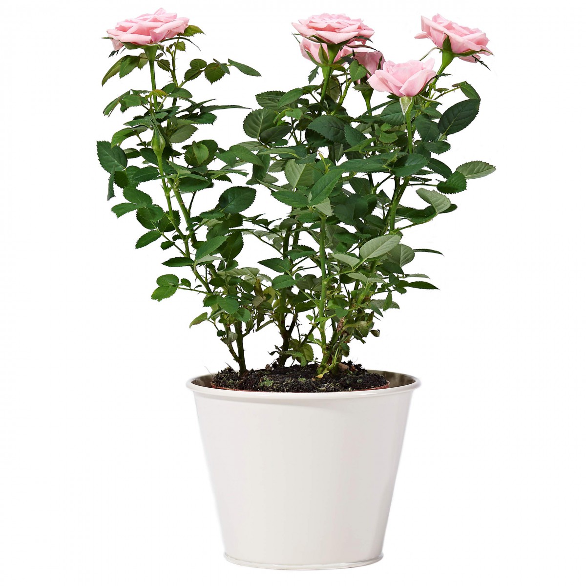 Yediveren Saksılı Pembe Gül – 20-30cm