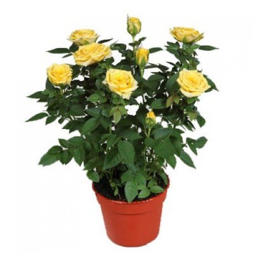Yediveren Saksılı Sarı Gül – 20-30 cm 40 Adet