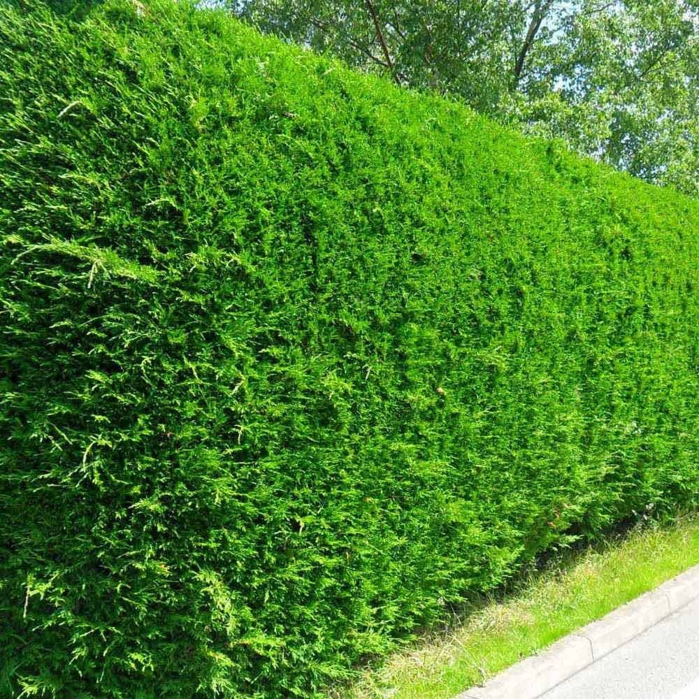 Yeşil Leylandi Cupressocyparis leylandii (CUPRESSACEAE) 5 Adet