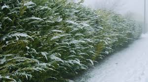 Yeşil Leylandi Cupressocyparis leylandii (CUPRESSACEAE) Yeşil Leylandi Cupressocyparis leylandii (CUPRESSACEAE)