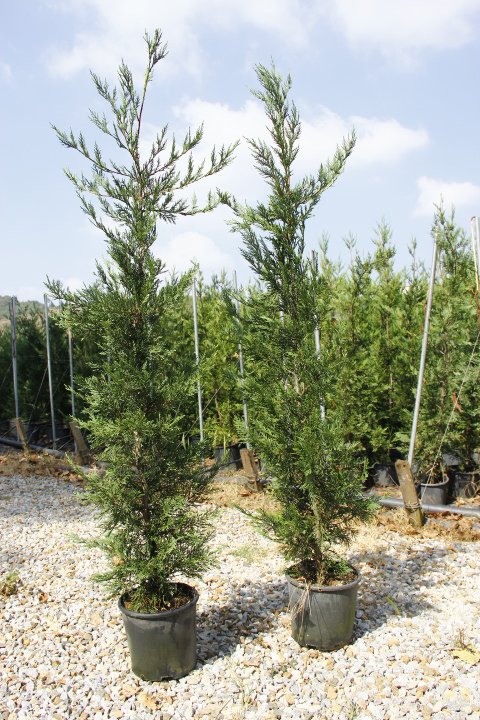 Yeşil Leylandi Cupressocyparis leylandii (CUPRESSACEAE)